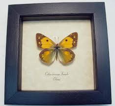 Attēlu rezultāti vaicājumam “Colias croceus”