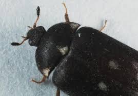 Attēlu rezultāti vaicājumam “Attagenus pellio”