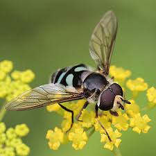 Attēlu rezultāti vaicājumam “Didea alneti”