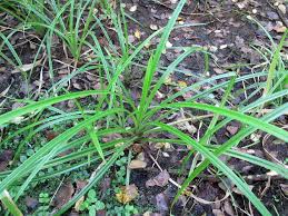Attēlu rezultāti vaicājumam “Scirpus sylvaticus leaf”