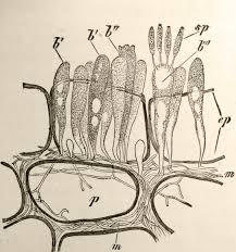 Attēlu rezultāti vaicājumam “Exobasidiales”