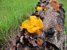 Attēlu rezultāti vaicājumam “Tremella ramalinae”