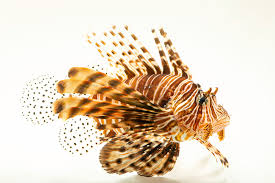 Image result for Pterois miles