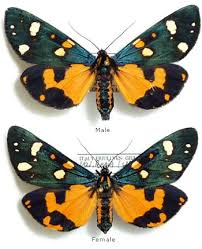 Attēlu rezultāti vaicājumam “Callimorpha dominula”