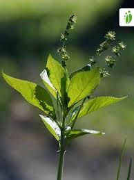 Attēlu rezultāti vaicājumam “Mercurialis perennis leaf”