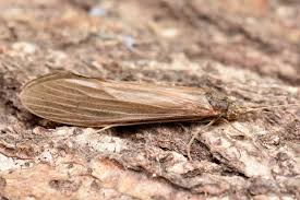 Attēlu rezultāti vaicājumam “Oecetis ochracea”