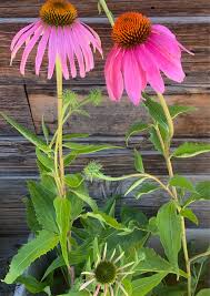 Image result for Echinacea purpurea