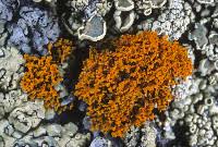 Attēlu rezultāti vaicājumam “Xanthoria candelaria”