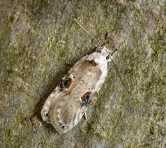 Attēlu rezultāti vaicājumam “Agonopterix alstromeriana”