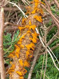 Attēlu rezultāti vaicājumam “Gymnosporangium cornutum”