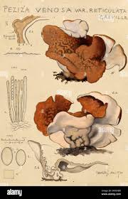 Attēlu rezultāti vaicājumam “Disciotis venosa”