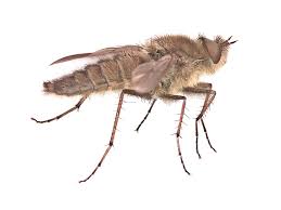 Attēlu rezultāti vaicājumam “Therevidae”