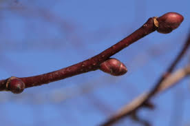 Attēlu rezultāti vaicājumam “Tilia cordata bud”