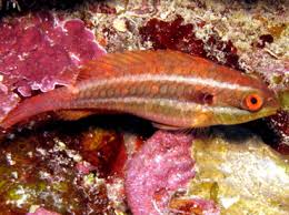Image result for Sparisoma aurofrenatum
