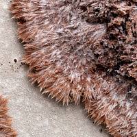 Attēlu rezultāti vaicājumam “Sporophagomyces chrysostomus”