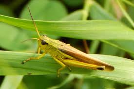 Attēlu rezultāti vaicājumam “Stethophyma grossum”
