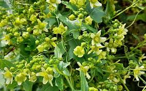 Attēlu rezultāti vaicājumam “Bryonia alba flower”