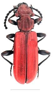 Attēlu rezultāti vaicājumam “Cucujus cinnaberinus larva”