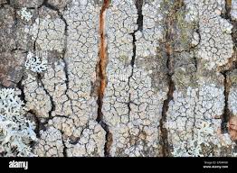 Attēlu rezultāti vaicājumam “Lecanora chlarotera”