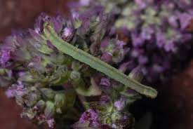 Attēlu rezultāti vaicājumam “Eupithecia subumbrata”