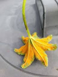 Attēlu rezultāti vaicājumam “Trachyspora intrusa”