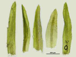 Attēlu rezultāti vaicājumam “Gymnostomum calcareum macro”