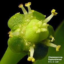 Attēlu rezultāti vaicājumam “Euphorbiaceae”