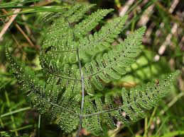 Attēlu rezultāti vaicājumam “Gymnocarpium robertianum”