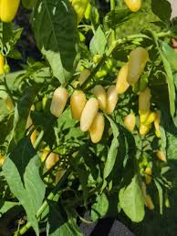 Afbeeldingsresultaat voor white habanero hot pepper