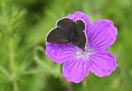 Attēlu rezultāti vaicājumam “Eumedonia eumedon underside”