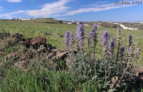 Attēlu rezultāti vaicājumam “Trichia alpina sessile”