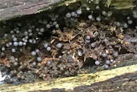 Attēlu rezultāti vaicājumam “Lycogala ustulatum sessile”