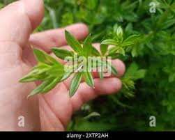 Attēlu rezultāti vaicājumam “Galium rivale”