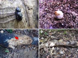 Attēlu rezultāti vaicājumam “Ceruchus chrysomelinus larva”