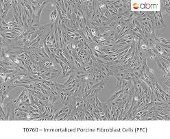 Attēlu rezultāti vaicājumam “Bryum funkii cells”