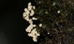 Attēlu rezultāti vaicājumam “Physarum compressum”