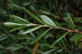 Attēlu rezultāti vaicājumam “Andromeda polifolia leaf”