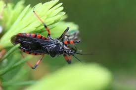 Attēlu rezultāti vaicājumam “Rhynocoris annulatus”