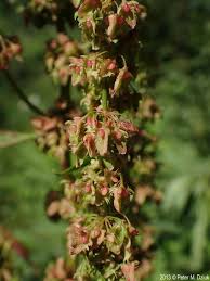 Attēlu rezultāti vaicājumam “Rumex obtusifolius flower”