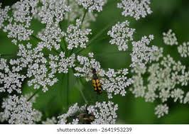 Attēlu rezultāti vaicājumam “Strangalia attenuata”