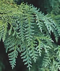 Attēlu rezultāti vaicājumam “Thuja occidentalis leaf”