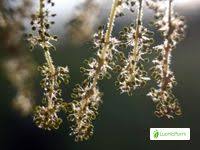 Attēlu rezultāti vaicājumam “Quercus robur female flower”
