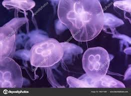 Attēlu rezultāti vaicājumam “Aurelia aurita”