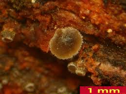 Attēlu rezultāti vaicājumam “Hyphodiscus hymeniophilus”