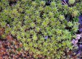 Attēlu rezultāti vaicājumam “Tortula lingulata”