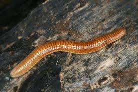 Attēlu rezultāti vaicājumam “Polyzonium germanicum”