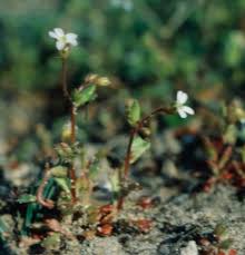 Attēlu rezultāti vaicājumam “Saxifraga tridactylites”