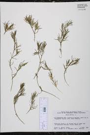 Attēlu rezultāti vaicājumam “Najas major”