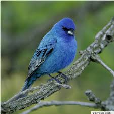 Image result for Passerina cyanea