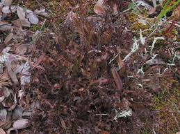 Attēlu rezultāti vaicājumam “Cetraria ericetorum”